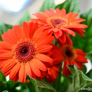 Gerberas