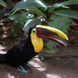 Random Toucan at an animal sanctuary, Costa Rica