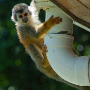 A monkey climbing up a drainpipe in Costa Rica