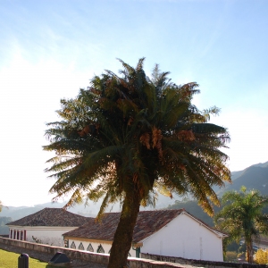 Sun shining around a palm tree in Ouro Preto ("Black Gold") in Minais Gerais state, Brazil