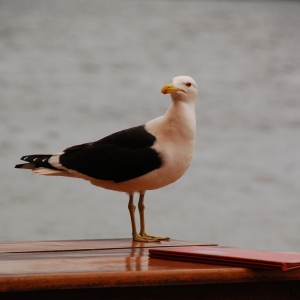 A Brazilian seagull ready to place his order, in Florianopolis, Brazil