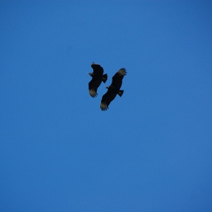 Buzzards in Chile