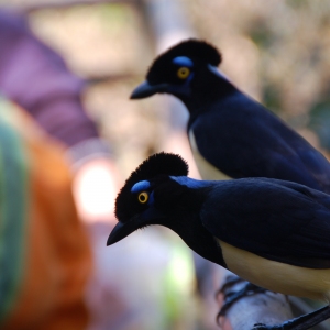 A pair of friendly birds on the Argentinian side of the Iguazu Falls.
