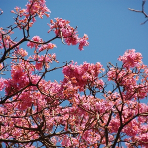 Cherry blossoms... I think?