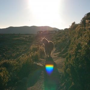 This llama followed us for a couple of miles while we walked on Isla del Sol, Lake Titicaca. It felt vaguely threatening (llamas are used to defend sheep from wolves), so we stayed well away... Eek!