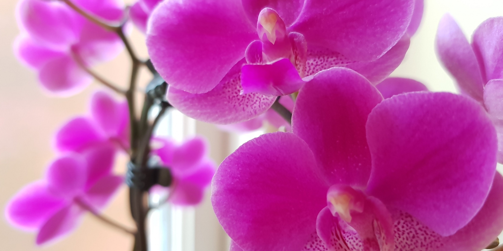 Flowering purple orchid