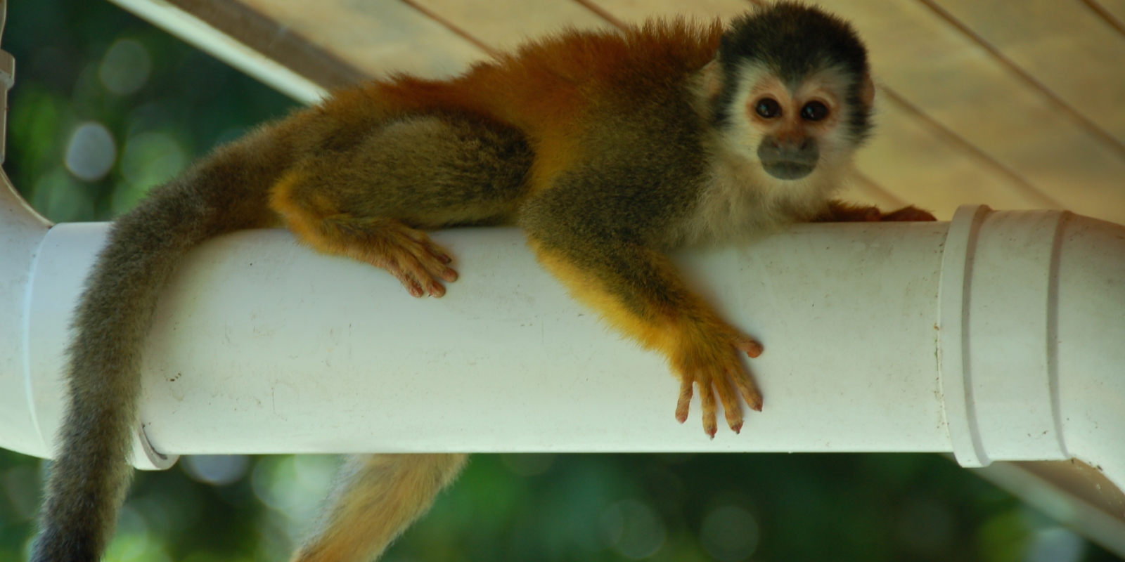 Monkey on a drain pipe in Costa Rica