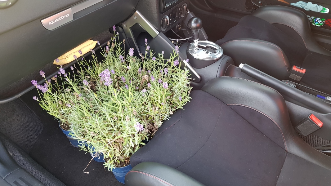 Lavender plants in pots in Shed's passenger footwell
